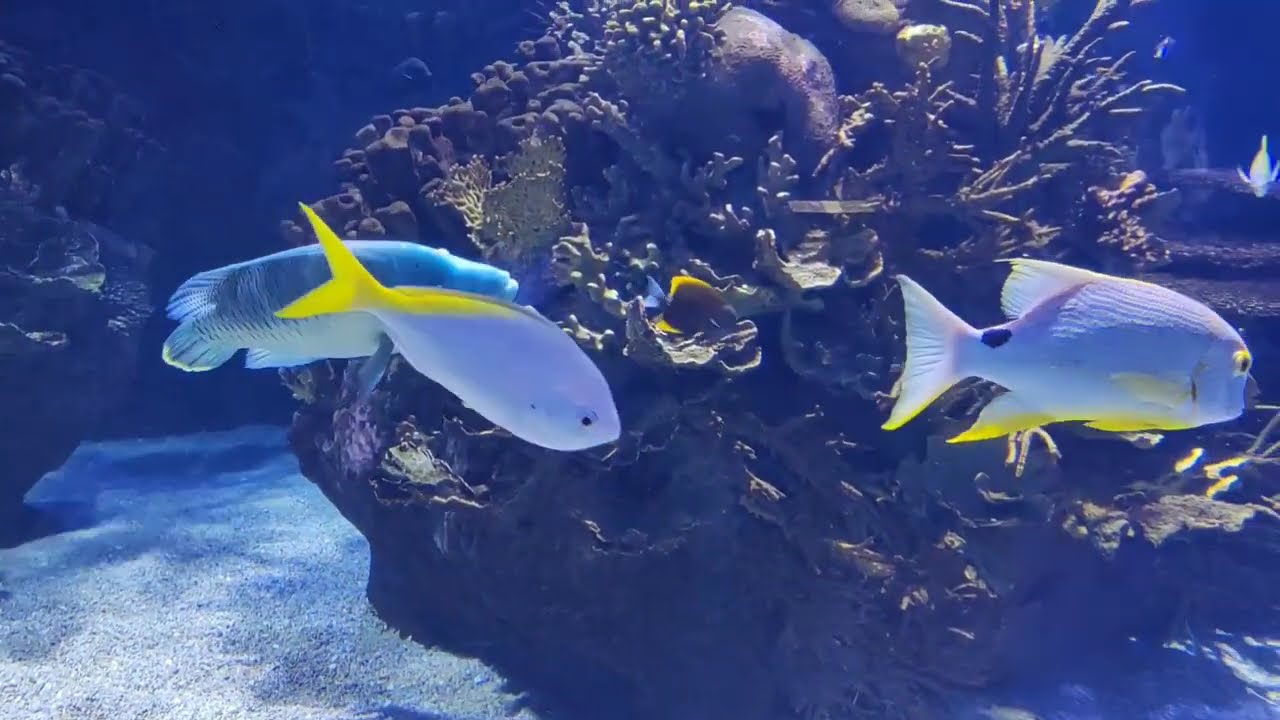 Oceanogràfic di Valencia relax