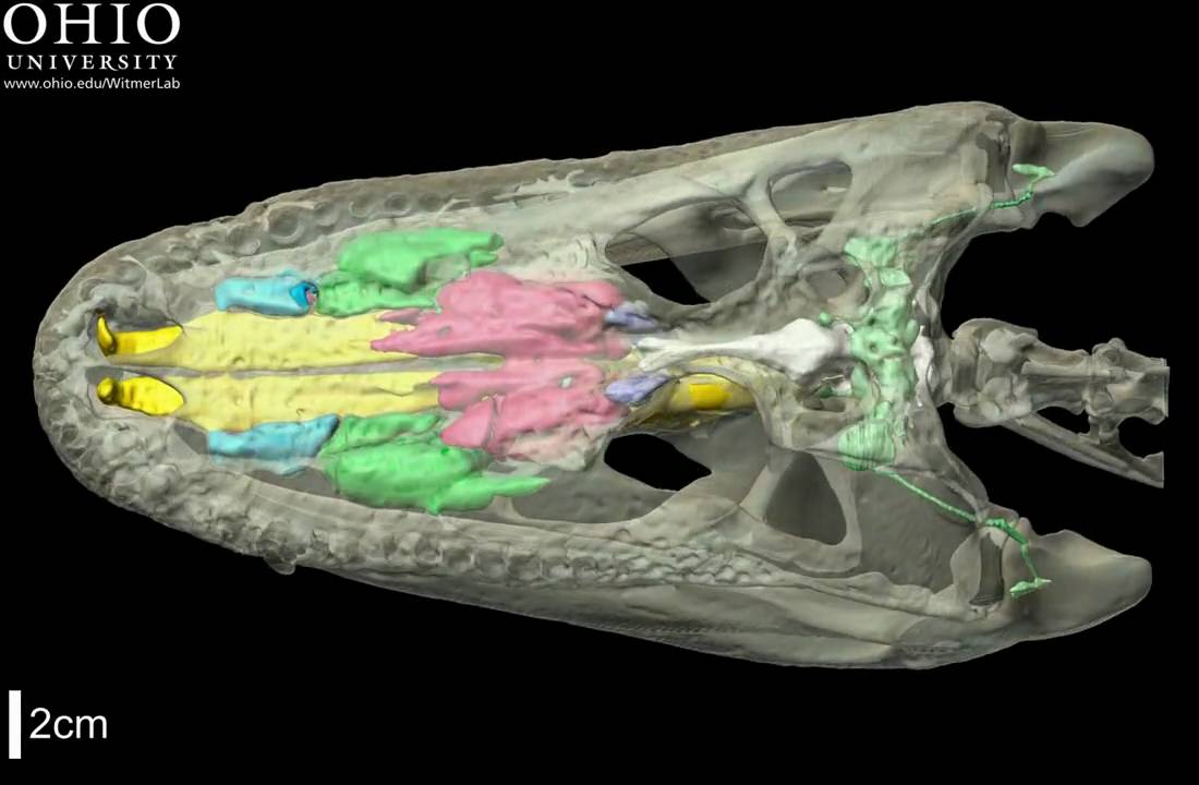 Alligator skull with brain endocast & air spaces - roll