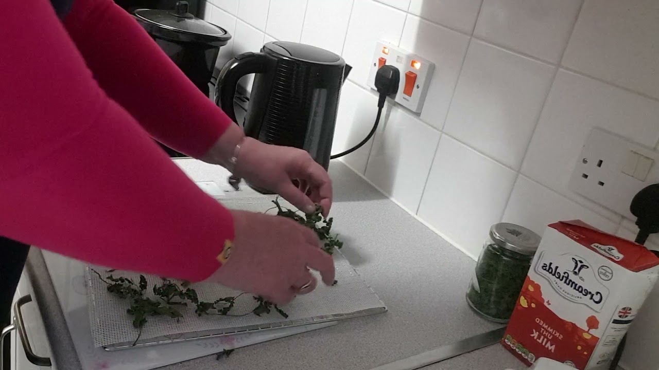 Morning Coriander Fail