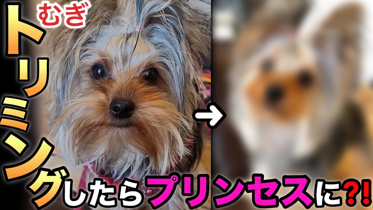 【大変身】トリミングしたら別犬になったヨーキーむぎがこちら