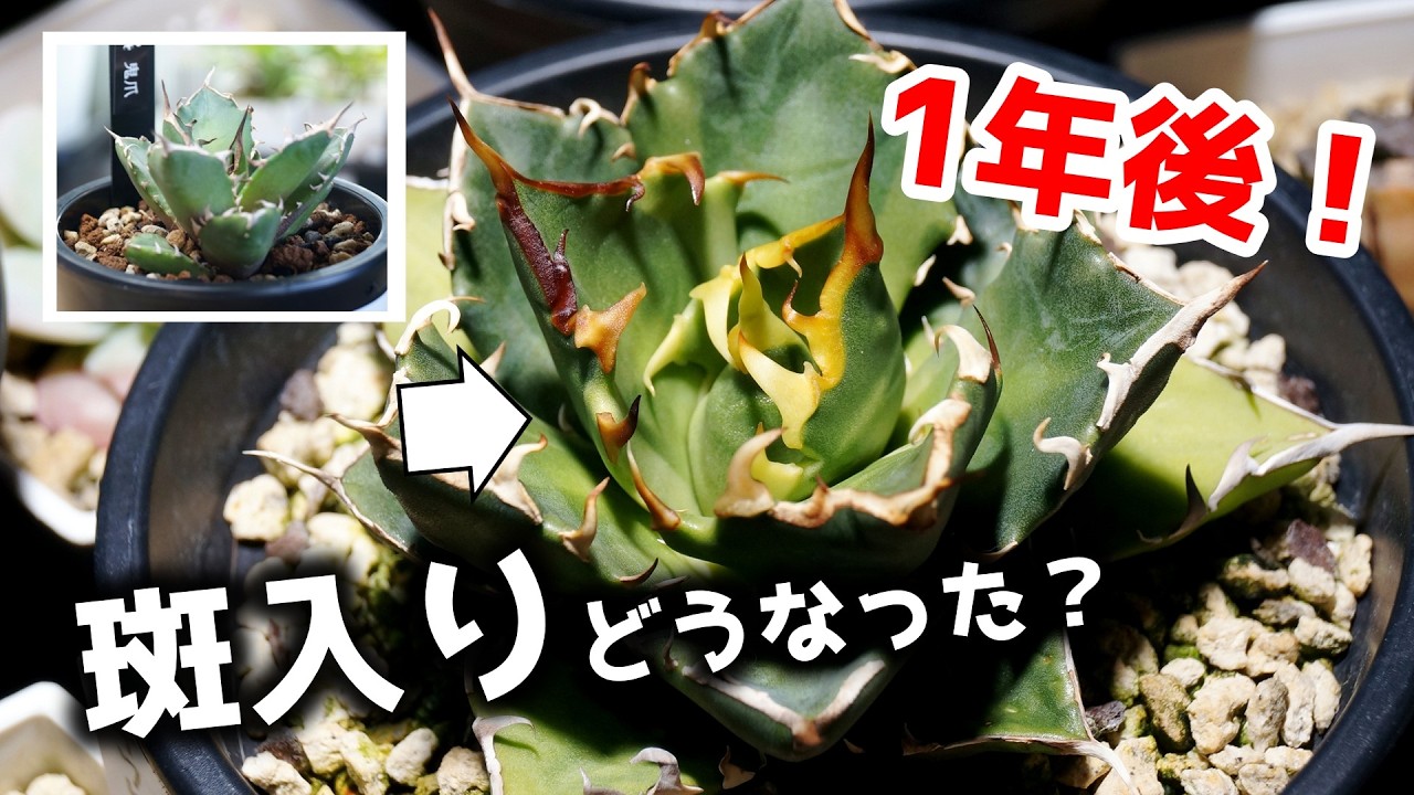偽物？ホンモノ？ホムセンのお宝観葉植物の１年後の姿が別人級なのですが…！【アガベ・チタノタ】
