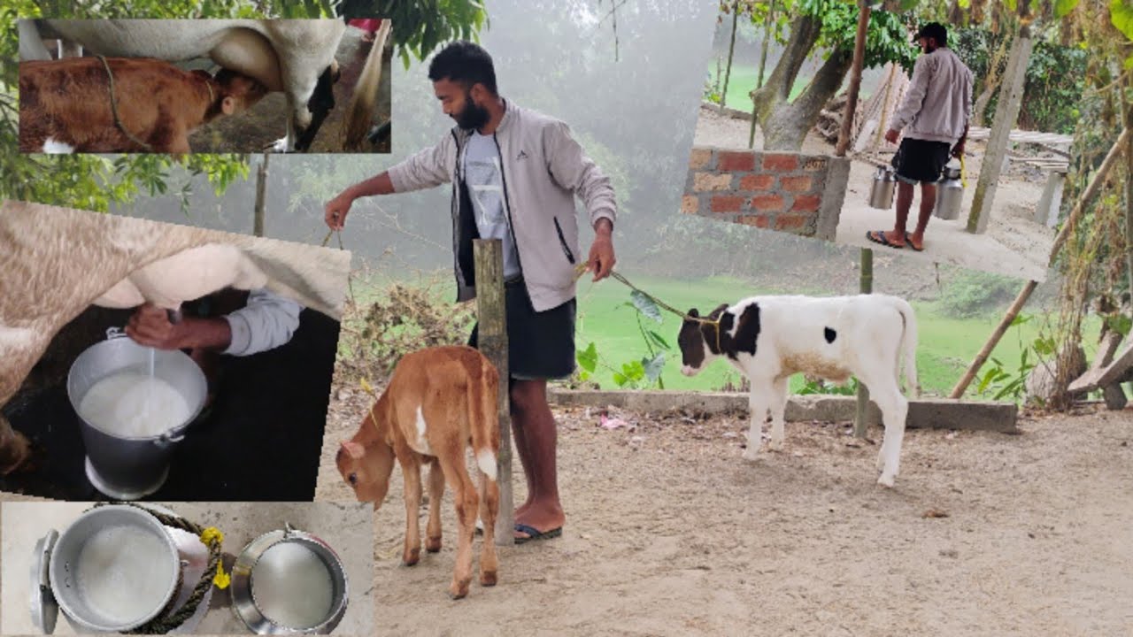 cow milking in morning..#khandakar dairy farm..#Assam dairy..ghaye  ka dud nikala 10 kilo phelibar..