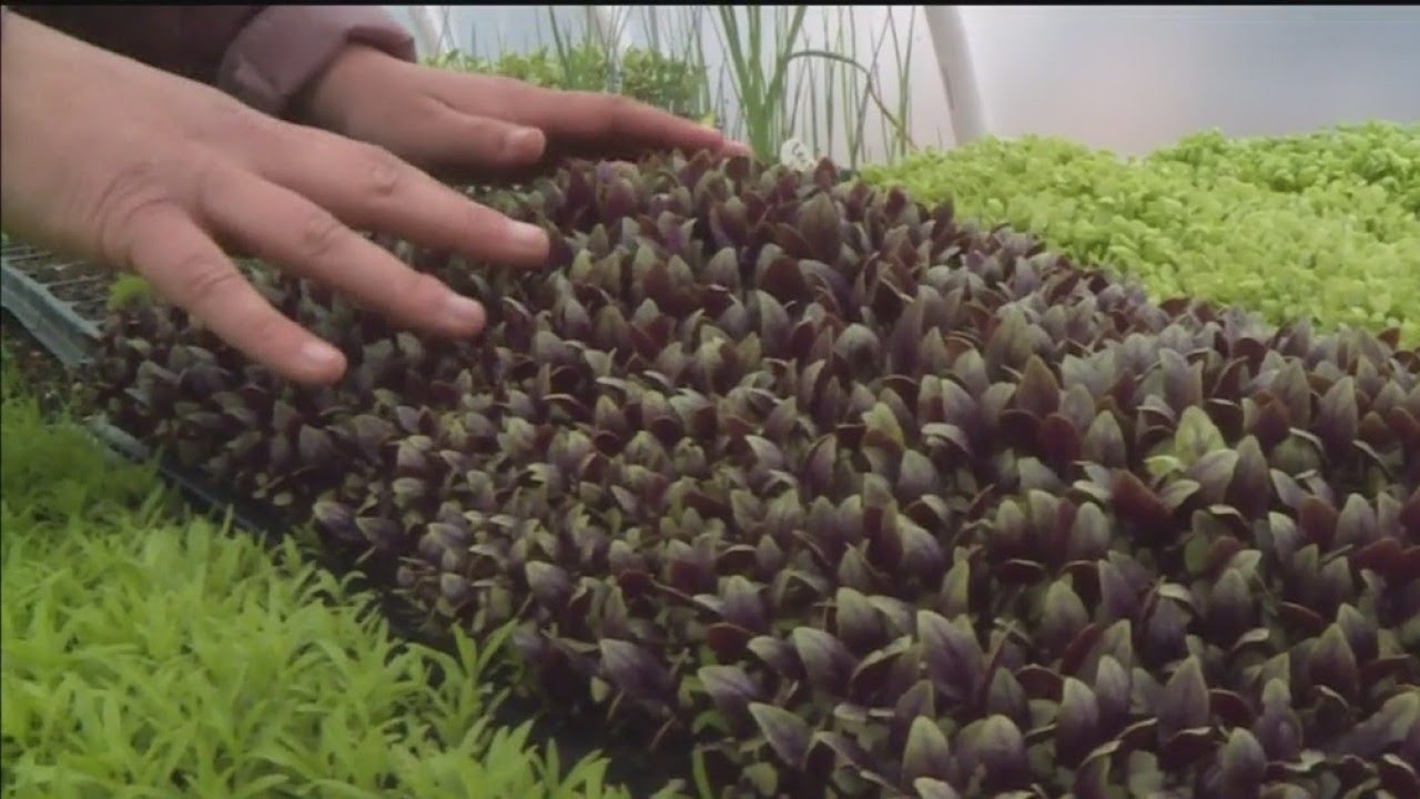 Farm In A Box