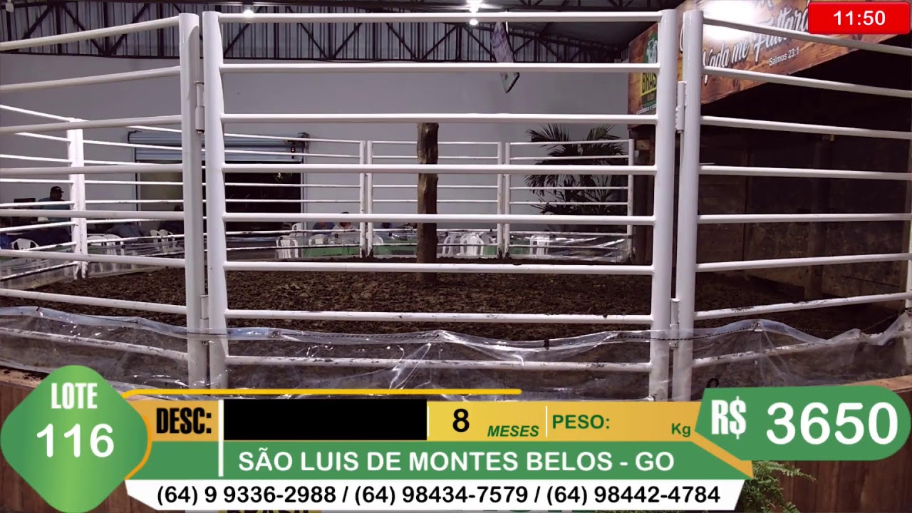 BRASIL LEILÕES - SÃO LUIS DE MONTES BELOS - GO -25/02/2026