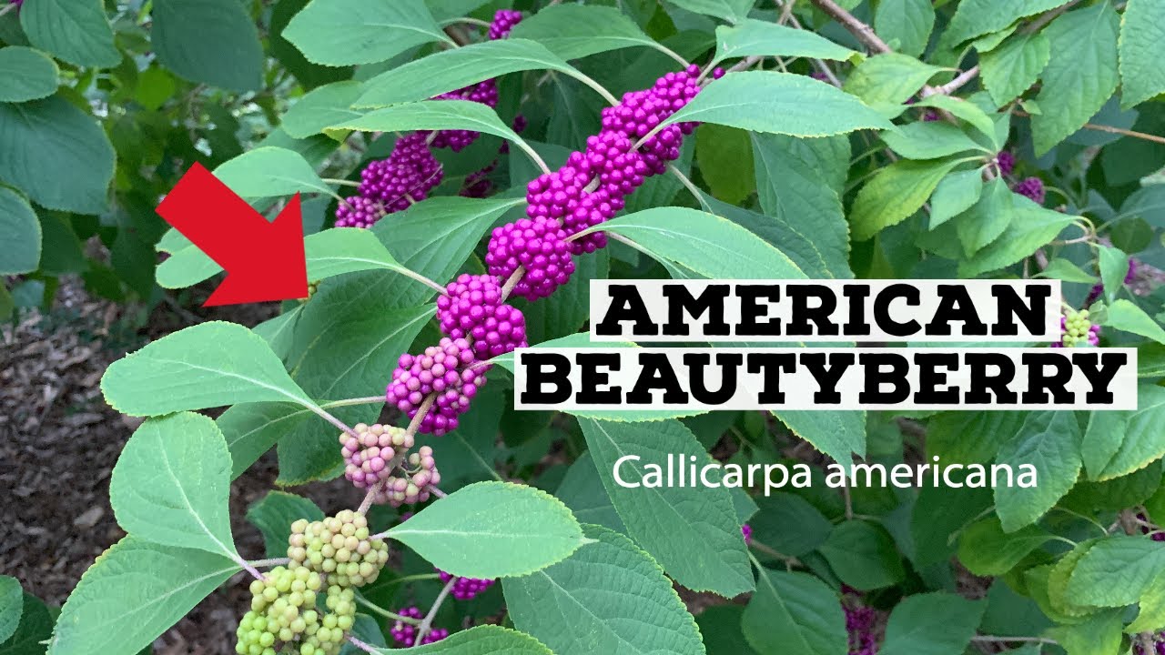 GROWING AMERICAN BEAUTYBERRY- NATIVE PLANT