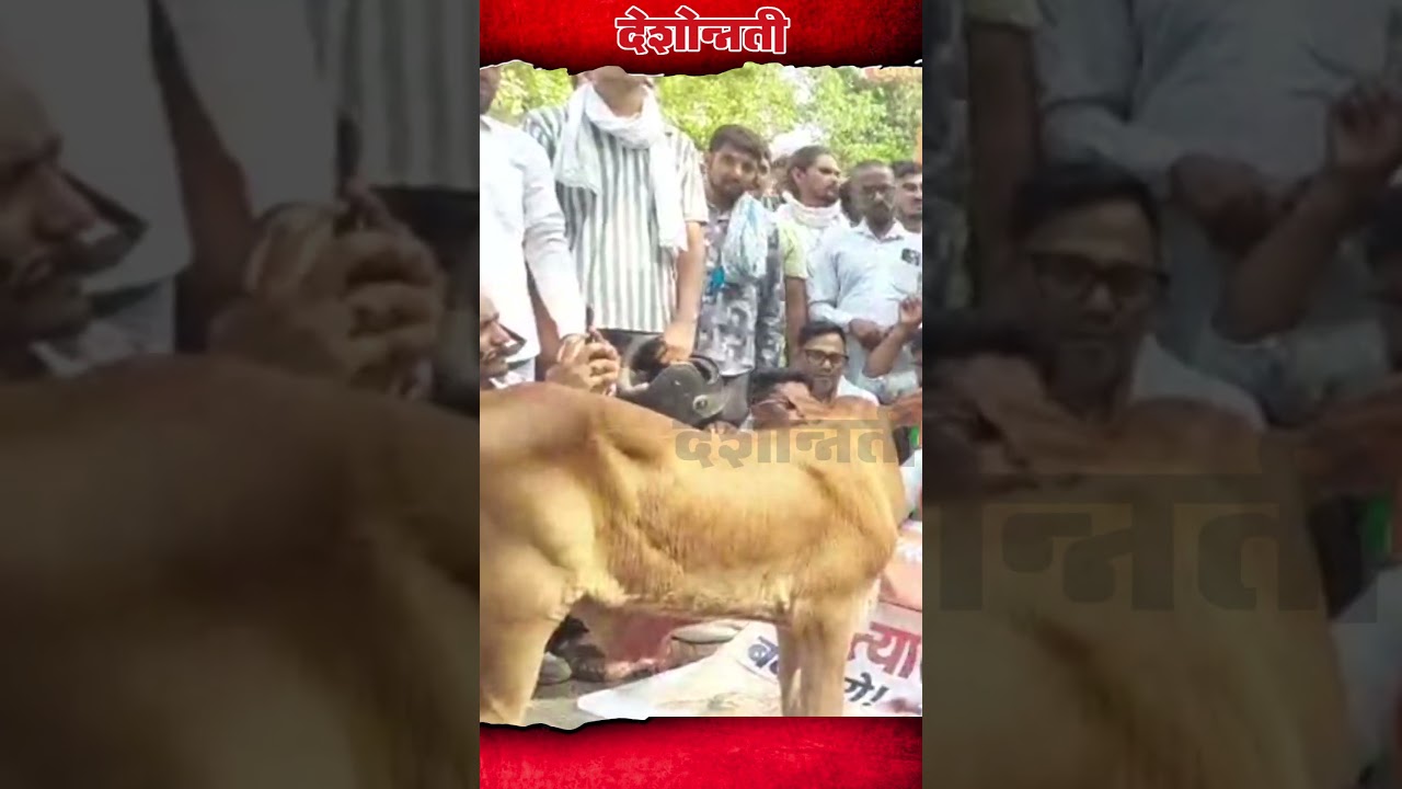 Unique Protest in Nagpur: Muslim Community Demands National Animal Status for Cow #DESHONNATI