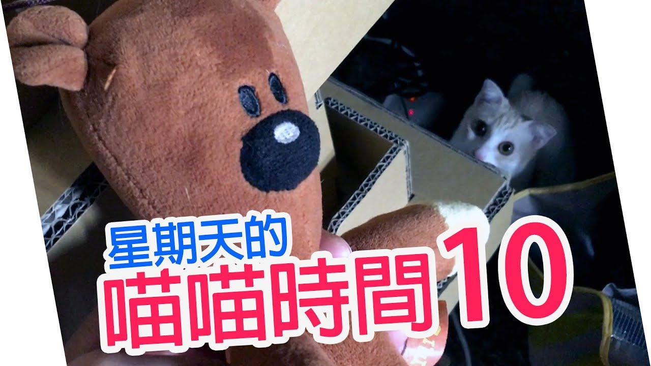 【曬貓】冒險！拯救泰迪行動！｜星期天的喵喵時間(10)