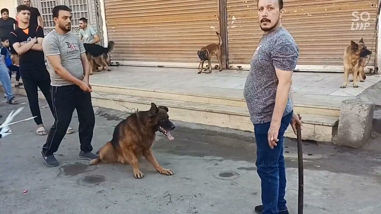 سوق الجمعه للكلاب الشرسه كلاب مالينو كلاب روت كلاب جيرمن كلاب جولدن كلاب حراسه ،،،،أيمن المحجوب،،،،