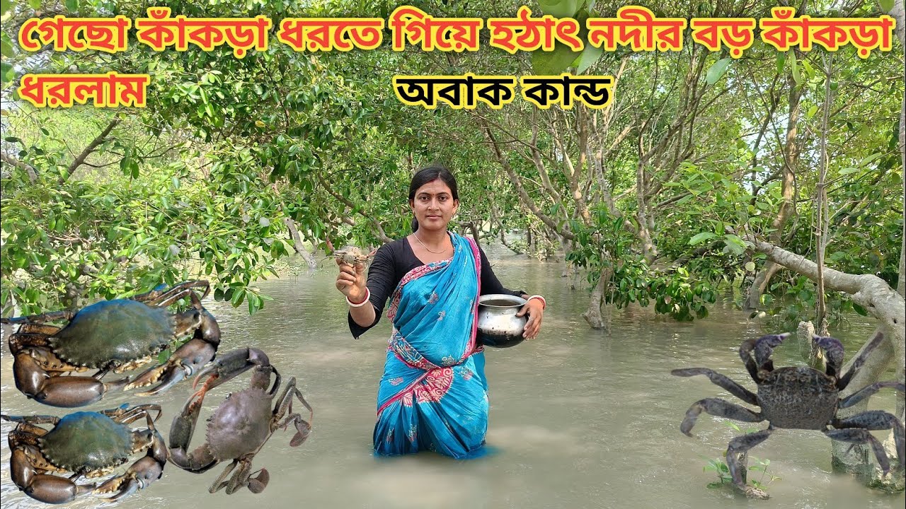 আজ নদীতে গেছো কাঁকড়া ধরতে গিয়ে! নদীর বড় বড় সাইজের কাঁকড়া ধরলাম ll Nandita Sundarban life 