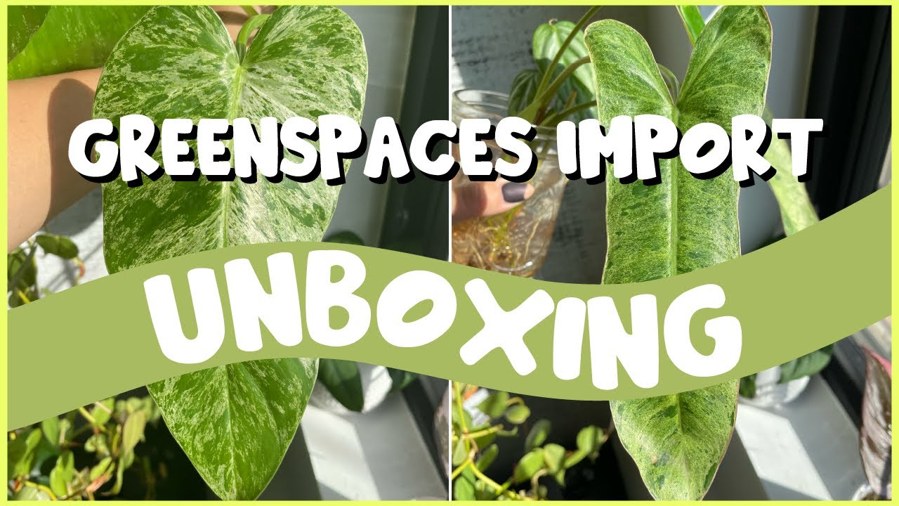 UNBOXING My IMPORT Plants! 😱| Greenspaces Unboxing