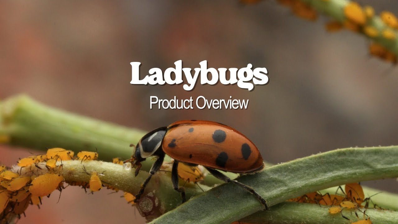 Ladybugs Product Overview