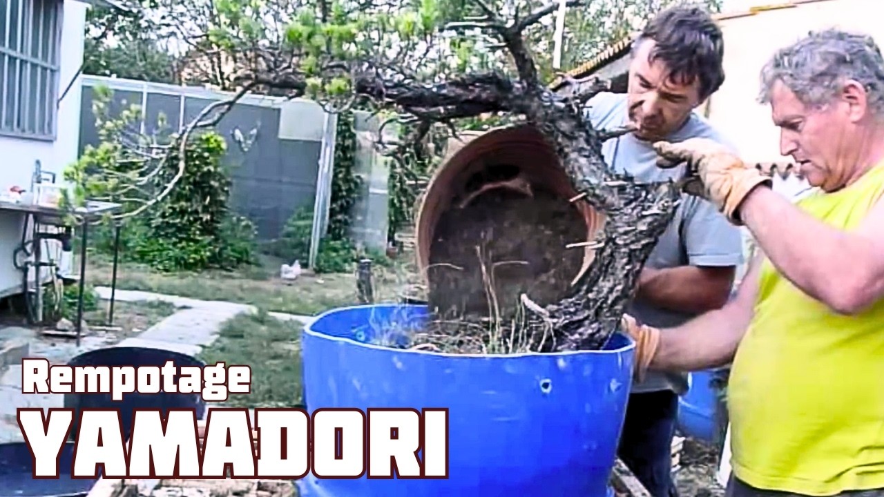 Technique pour qu'un Yamadori reprenne Correctement 🌱 NEJIKAN BONSAI 🌱