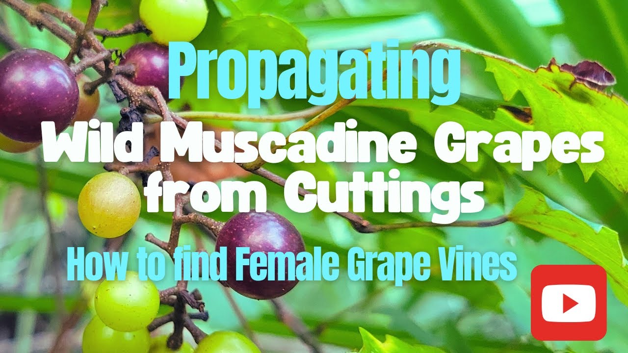 Propagating Muscadine Grapes from Cuttings with 1 Year Update - How to Find Female Grape Vines