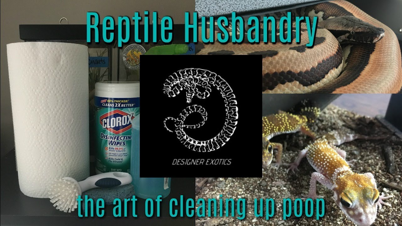Reptile Husbandry | Cleaning Day for a Mid-sized Collection