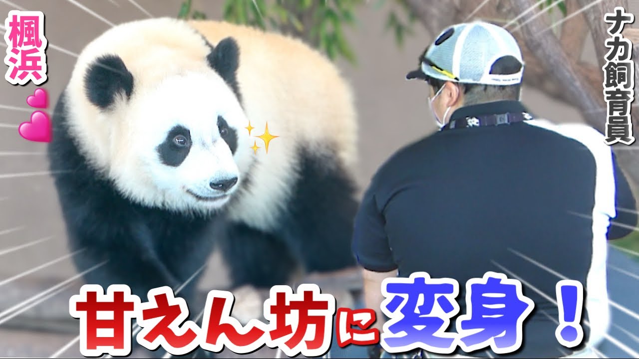 【パンダ赤ちゃん楓浜】ふうひんとナカ飼育員のスペシャル🐼こんなに変わるんです‼️