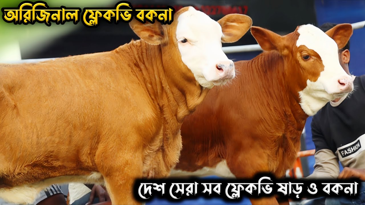 শাহীনুর এগ্রো ফার্ম এর দেশ সেরা সব ফ্লেকভি ও ব্রাহামা গরুর মেলা #brahman #cow #price