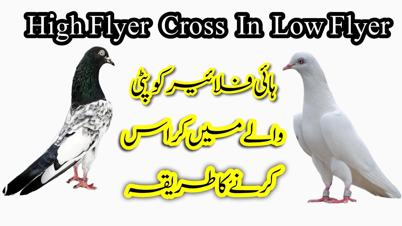 High Flyer Ko Patti Wale Main Cross Karny Ka Tarika || Afzaal Pigeons