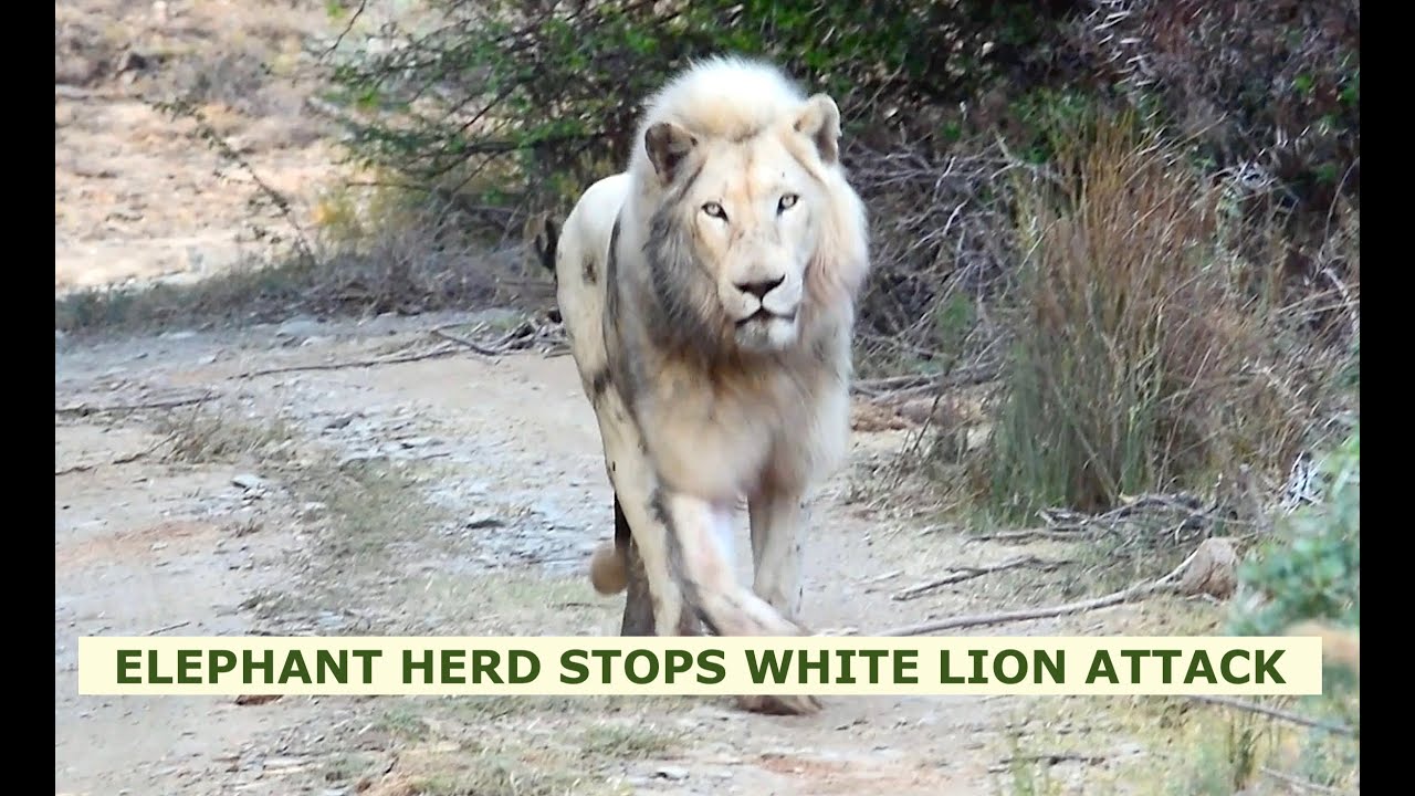 WHITE LION STALKS BABY ELEPHANT UNTIL BACK UP ARRIVES - Sanbona Wildlife Reserve, South Africa