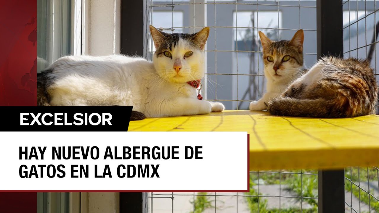 Michigan, el nuevo refugio de los gatos en adopción de la CDMX
