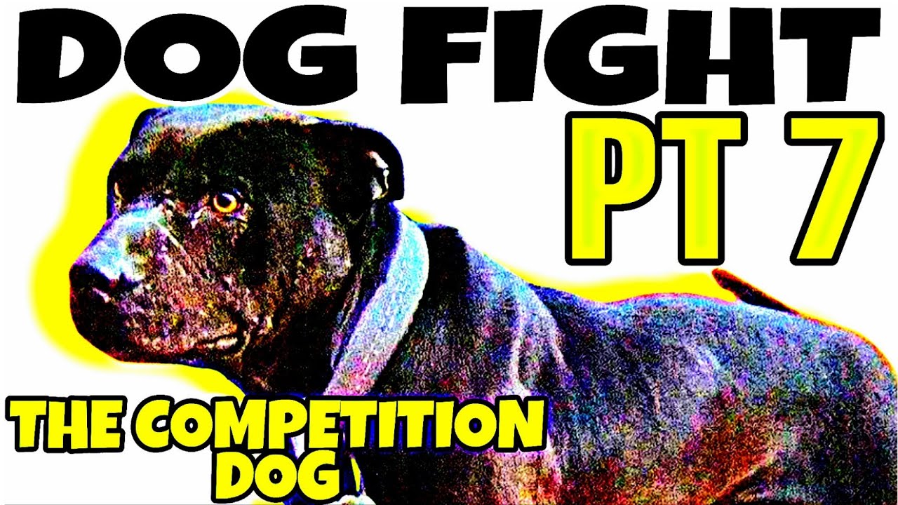 Pitbull The Dogfight - Audiobook - THE COMPETITION DOG - Part 7 #dogfight #pitbull #apbt