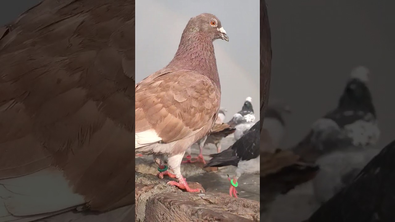 👿👿#gola#kabutar#pigeon#birds#viral#trending#youtube#shorts