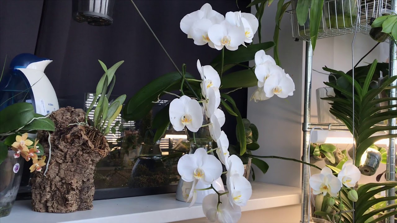 Первое домашнее цветение Phal. Sogo Yukidian