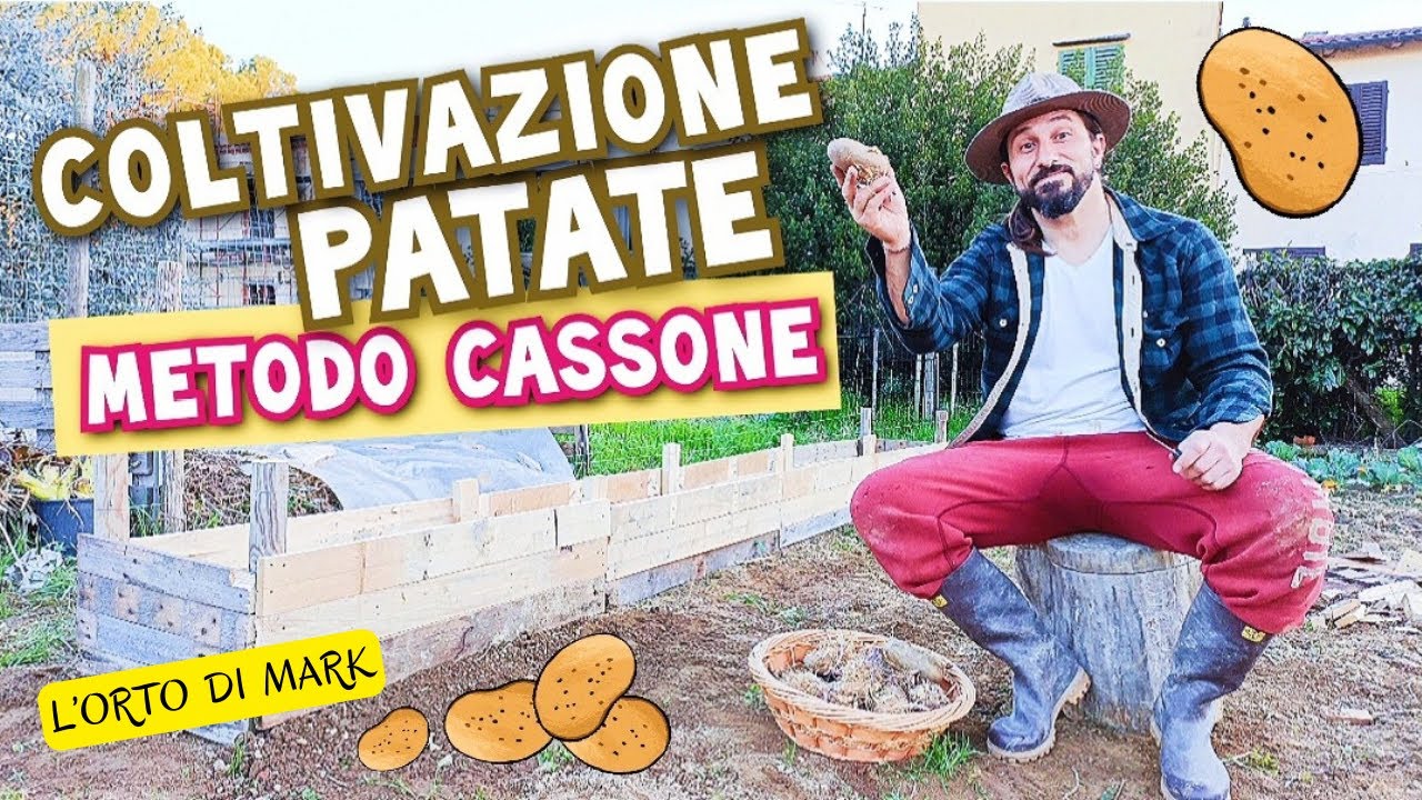Patate - coltivazione con METODO CASSONE RIALZATO, per una maggiore produzione.