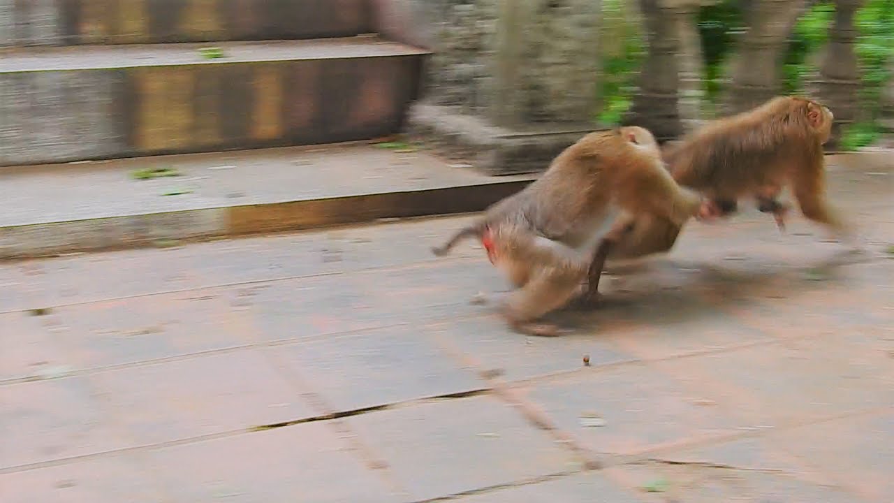 Sahsa a mama monkey protects Sacky baby from those around her