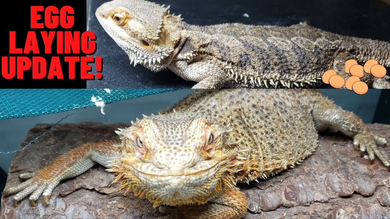 Bearded Care During And After Egg Laying Update