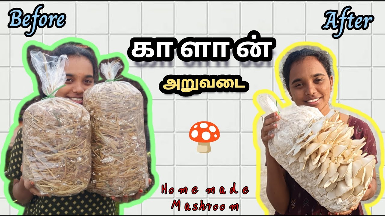 Mushroom cultivation 🍄 காளான் வளர்க்க போறோம் | Mr Bagavathi | #mushroom #vlog
