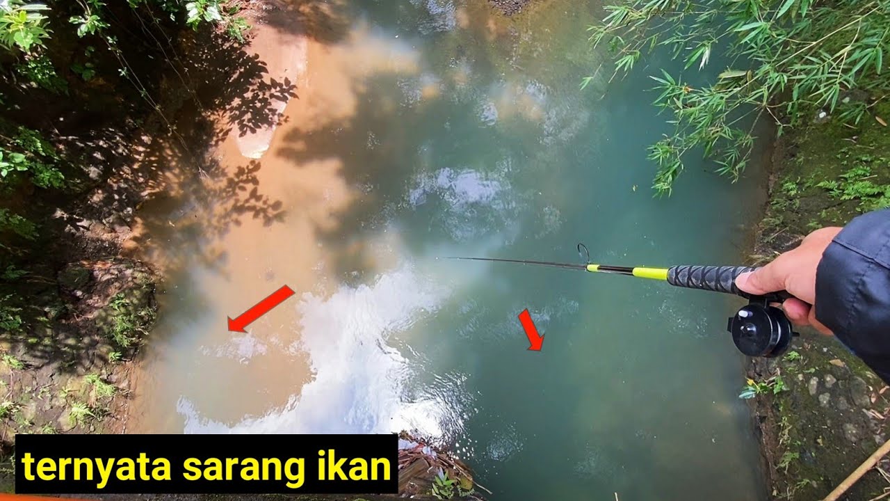 merinding!!!🎣sensai mancing wader dari atas jembatan