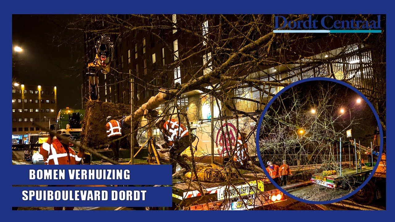 Bomenverhuizing Spuiboulevard met aandacht voor vleermuis Dordrecht