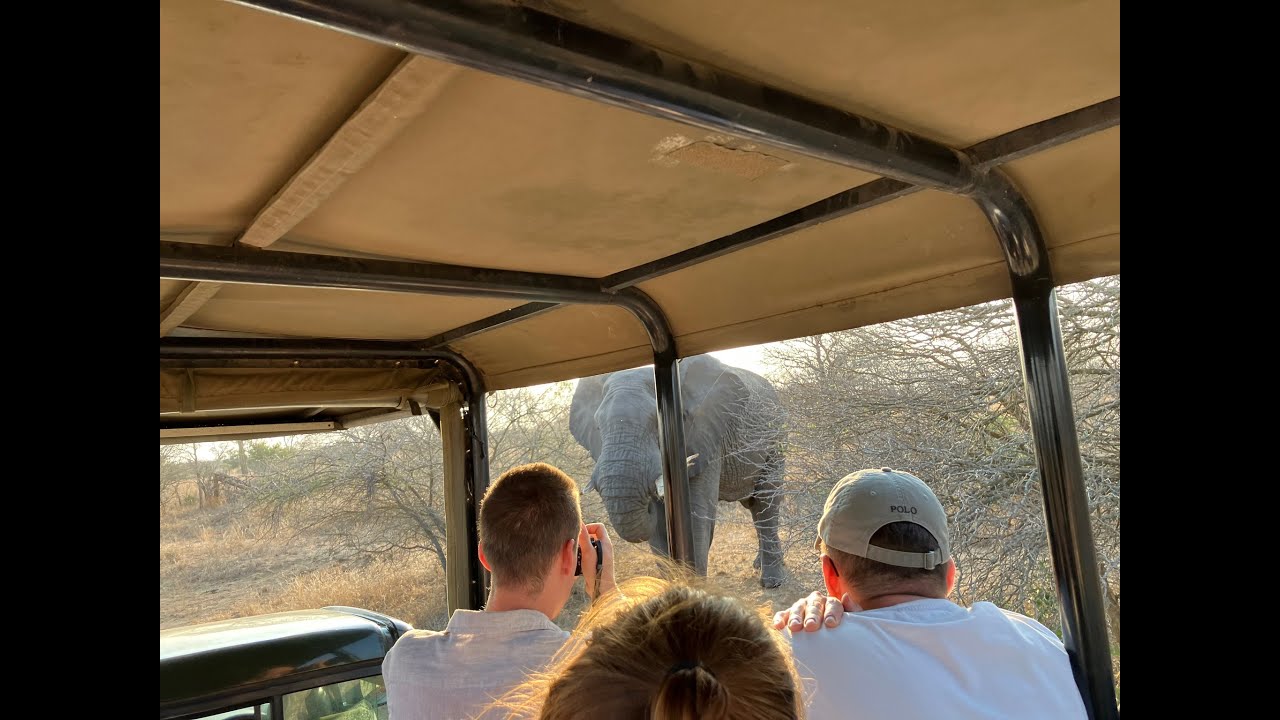 Kruger National Park, South Africa - Morning Game Drive 11.9.2025 with Viva Safaris