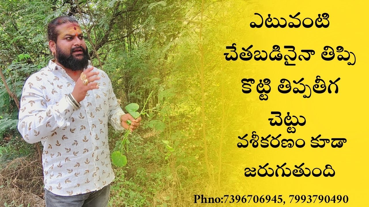 పౌర్ణమి అమావాస్య రోజున తీసుకోగలరు తిప్పతీగ చెట్టు తిప్పి కొట్టే చెట్టు 7396706945  7993790490