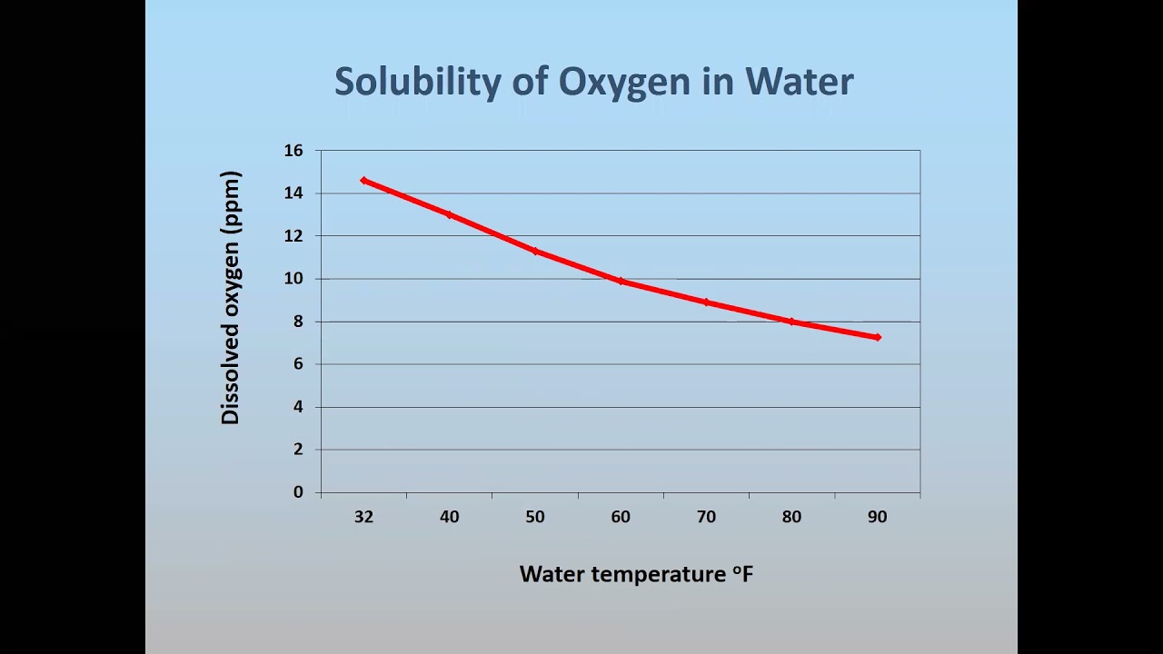 Water Garden Basics