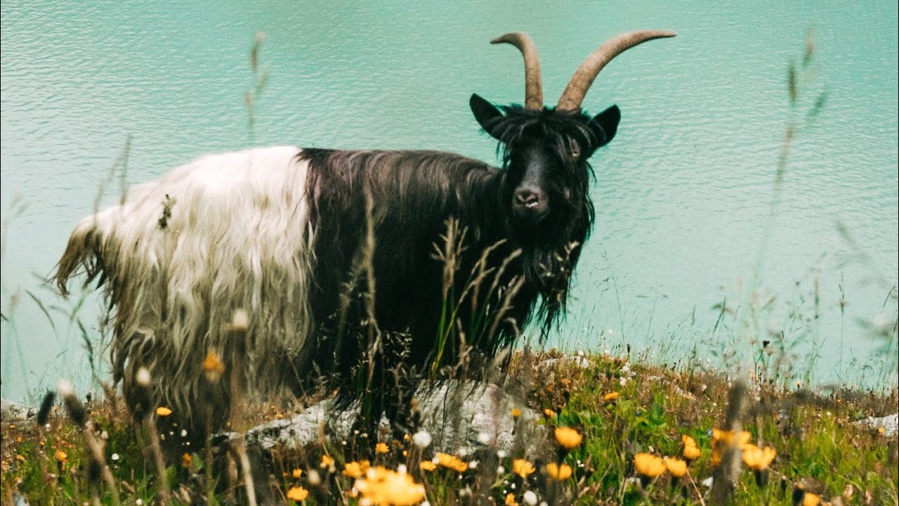 A Beautiful Valais Blackneck Eating Leaf 🍃 In Mountain || Black And White Goat 🐐 Asmr Video