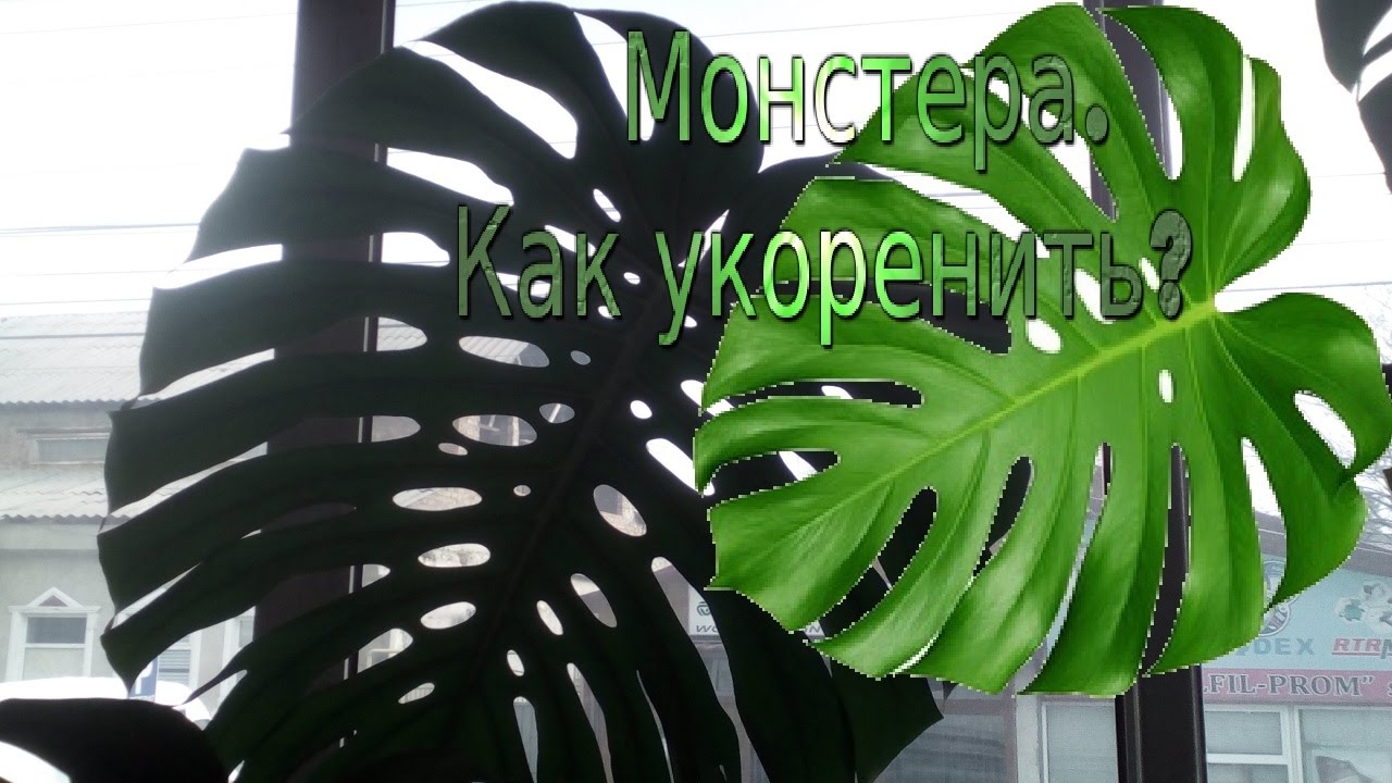Монстера.  Укоренение черенка монстеры.