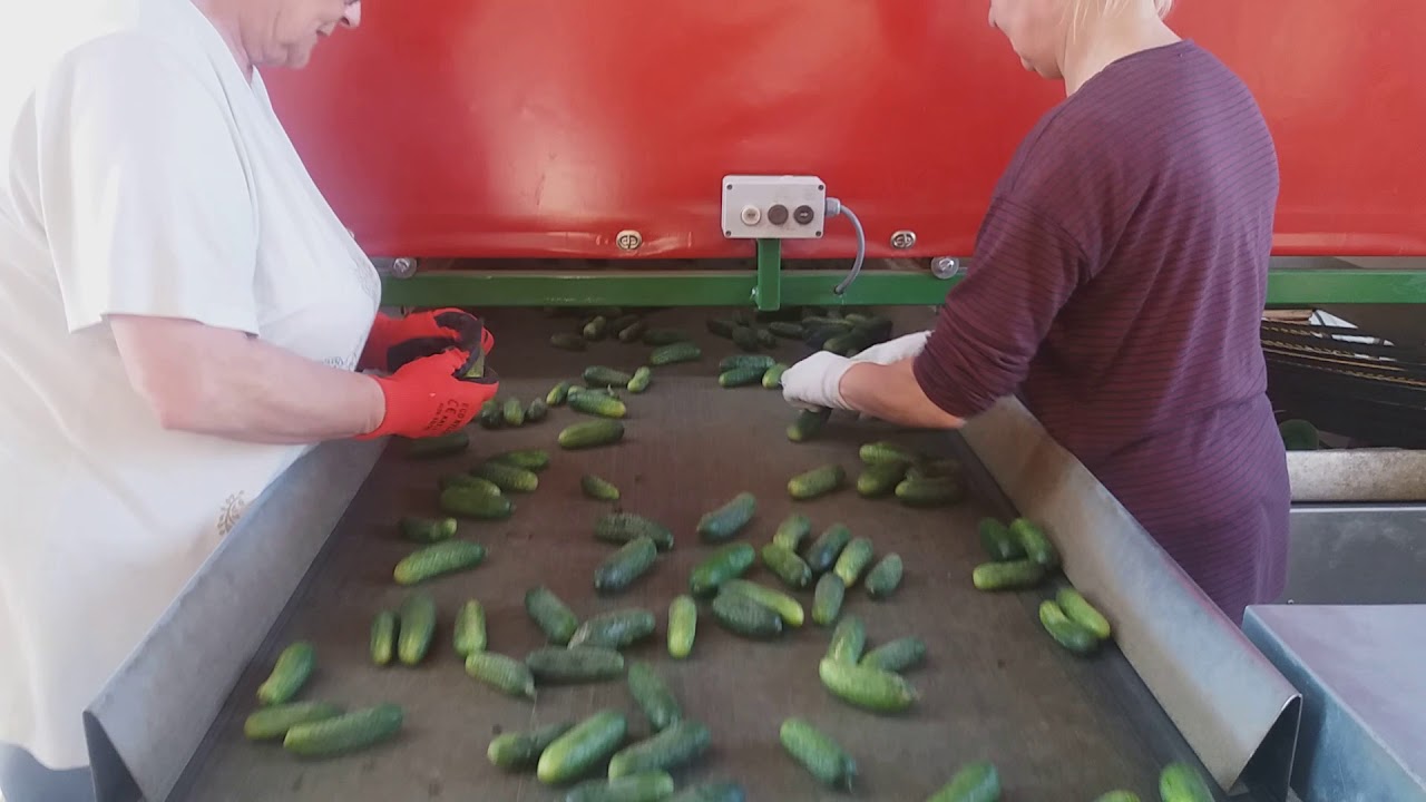 Sortowanie ogórków u Bartosza 2