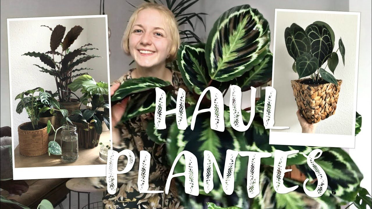 HAUL PLANTES | Anthurium, Calathea et autres merveilles
