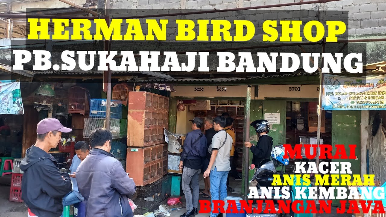 CEK HARGA BURUNG DIKIOS HERMAN BIRD SHOP PASAR BURUNG SUKA HAJI BANDUNG