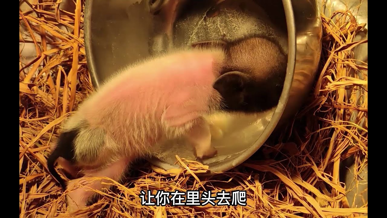 出生6天的小猪，开始学着自己吃饭，看它那努力的样子