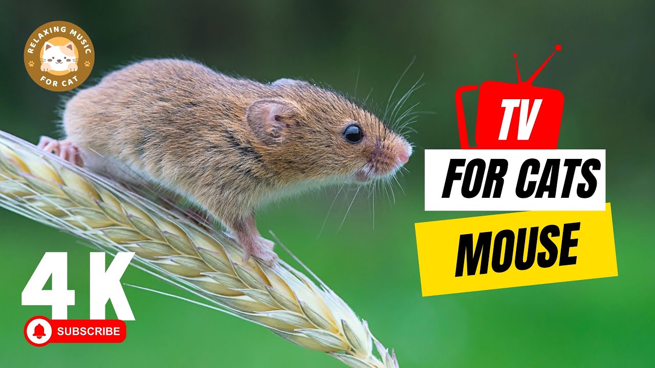 TV for Cats: Engaging Mouse Videos to Keep Your Kitty Entertained! 🐱 Relaxing Music for Cat
