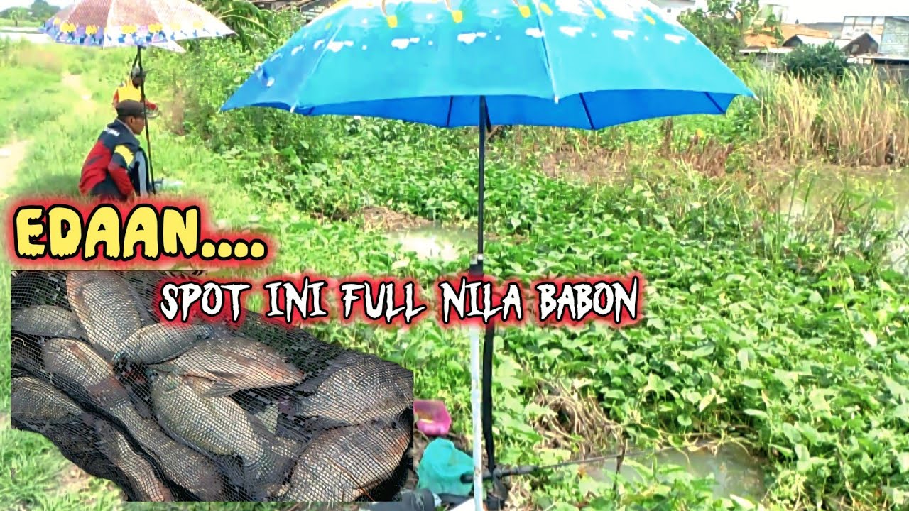 Edaan, Tak ku sangka !! Mancing di sungai ini panen nila babon