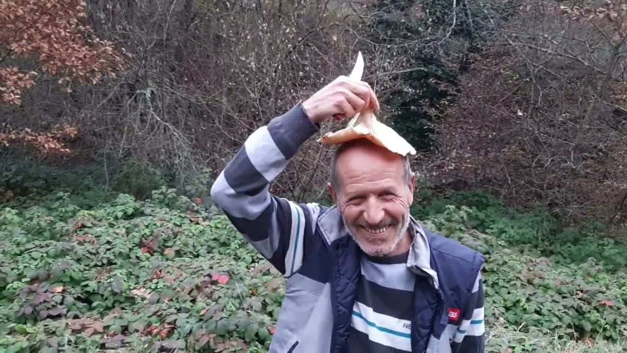 malkadın (Clitocybe) vayyy vayyy bolluk var 2.hasat 2022 3 aralık