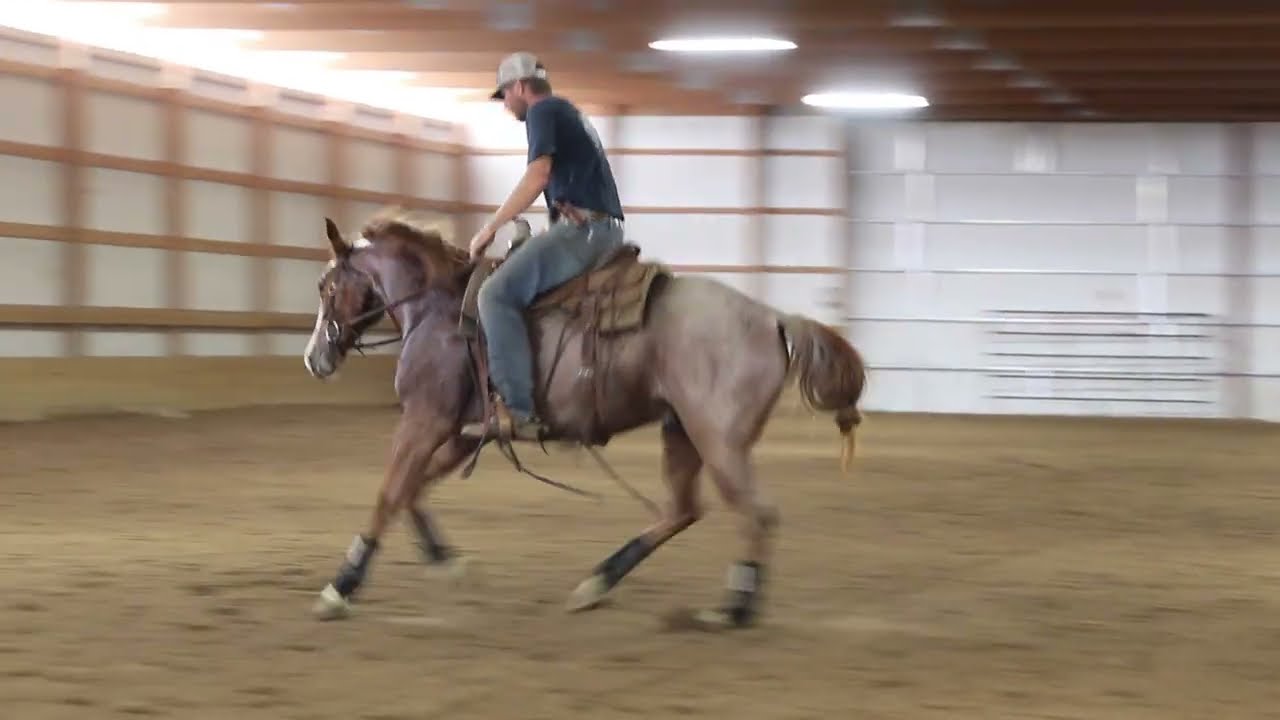 Bet On Boonolena - Dry Work - 2022 Gelding