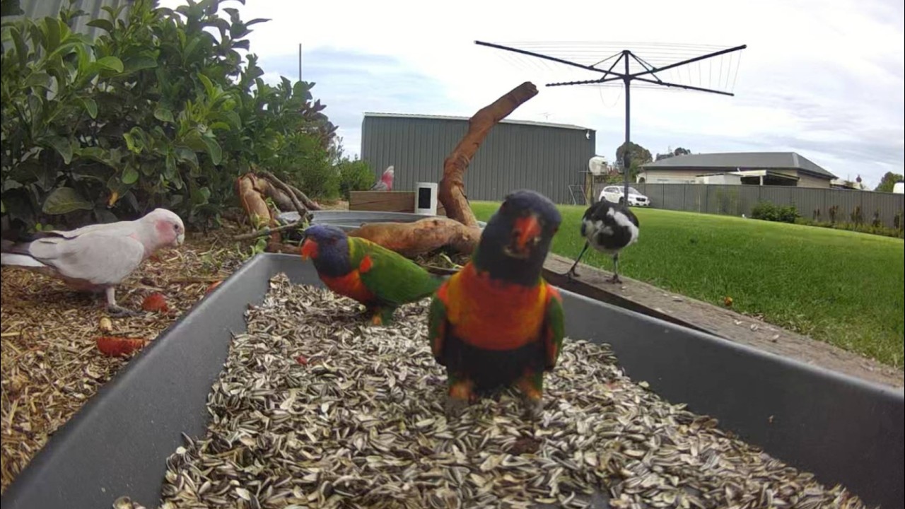 Australian Bird Feeder cam | 23/2/26  | yellow tail black cockatoos |  | galahs | lorikeets | cat tv