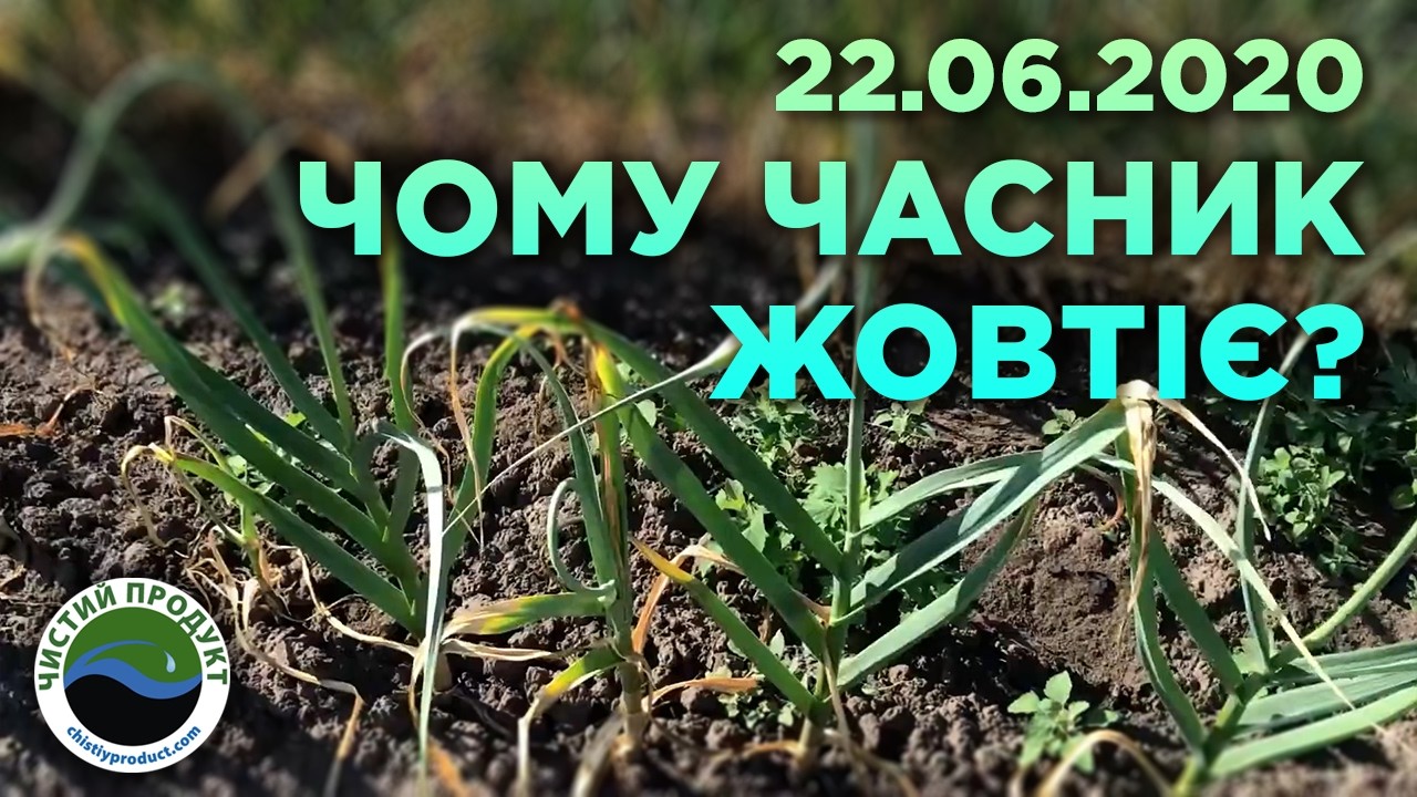 АРХІВ. Секрети великої однозубки