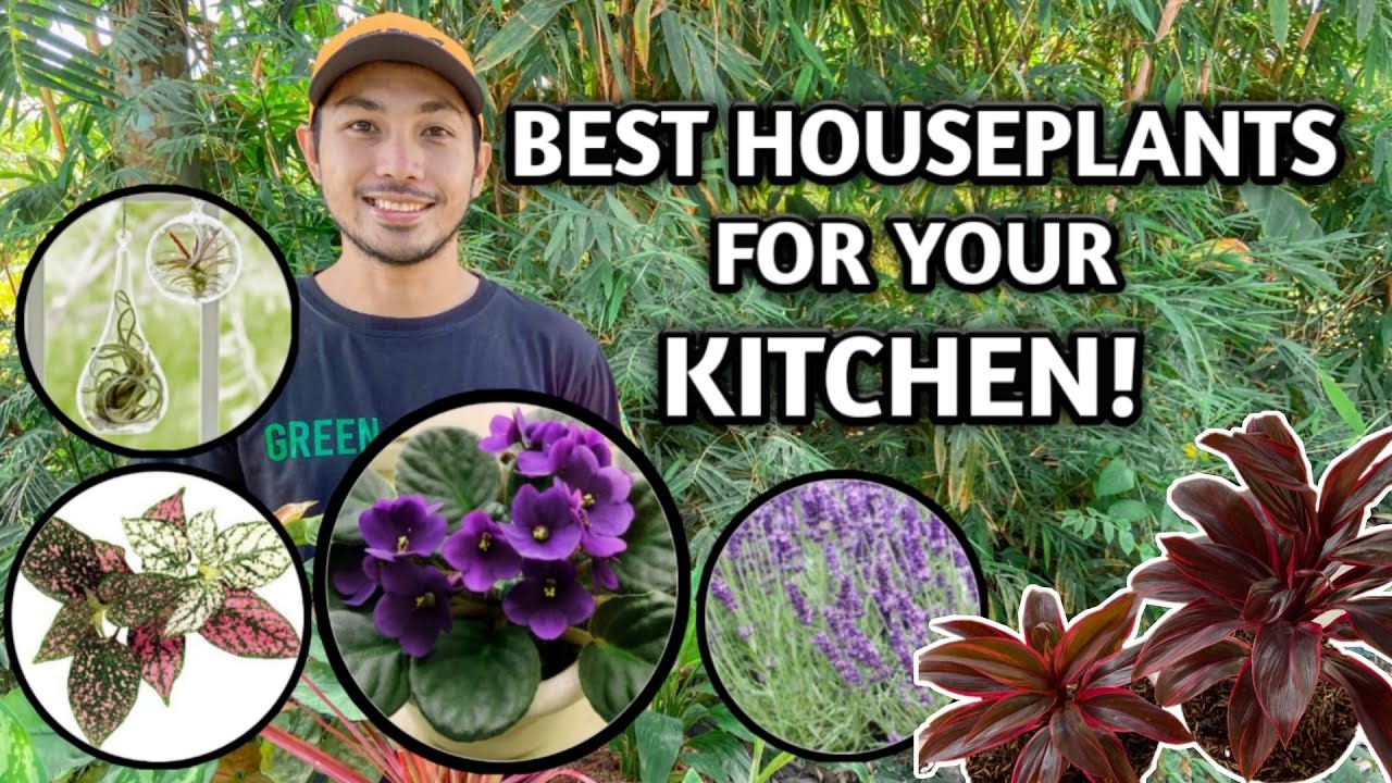 BEST HOUSEPLANTS FOR YOUR KITCHEN