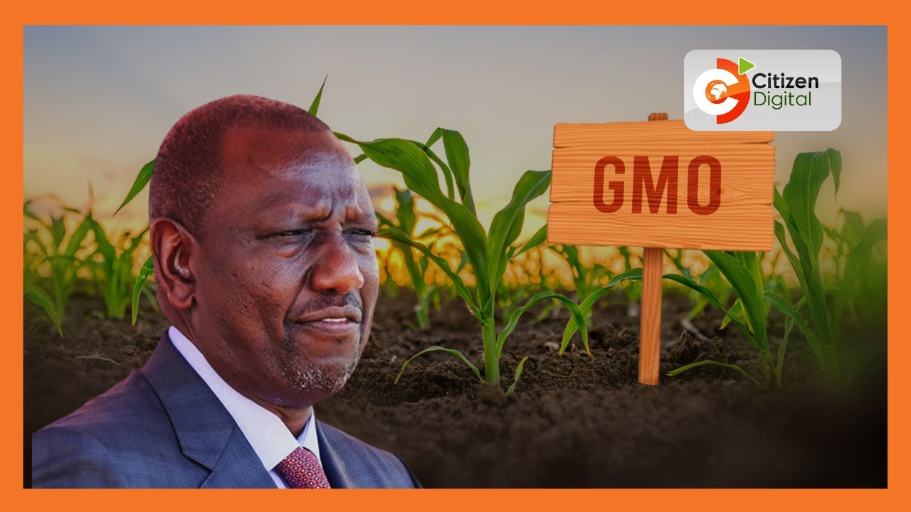 GMO ban lifted | Cabinet lifts ban on genetically modified crops