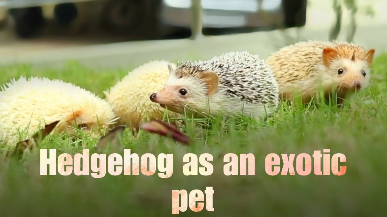 Hedgehog as an exotic pet